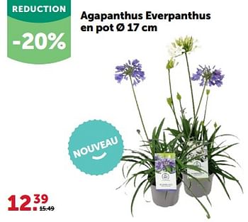 Promoties Agapanthus everpanthus en pot - Huismerk - Aveve - Geldig van 24/04/2024 tot 05/05/2024 bij Aveve