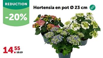 Promoties Hortensia en pot - Huismerk - Aveve - Geldig van 24/04/2024 tot 05/05/2024 bij Aveve