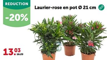 Promoties Laurier-rose en pot - Huismerk - Aveve - Geldig van 24/04/2024 tot 05/05/2024 bij Aveve