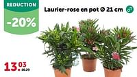 Promotions Laurier-rose en pot - Produit maison - Aveve - Valide de 24/04/2024 à 05/05/2024 chez Aveve