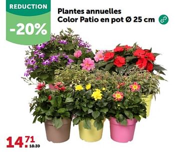 Promoties Plantes annuelles color patio en pot - Huismerk - Aveve - Geldig van 24/04/2024 tot 05/05/2024 bij Aveve