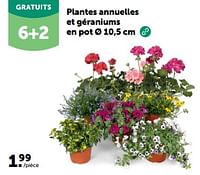 Promotions Plantes annuelles et géraniums en pot - Produit maison - Aveve - Valide de 24/04/2024 à 05/05/2024 chez Aveve