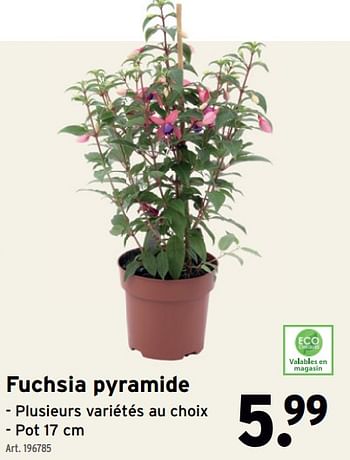 Promoties Fuchsia pyramide - Huismerk - Gamma - Geldig van 24/04/2024 tot 30/04/2024 bij Gamma