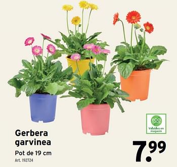 Promotions Gerbera garvinea - Produit maison - Gamma - Valide de 24/04/2024 à 30/04/2024 chez Gamma