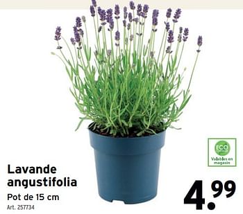 Promotions Lavande angustifolia - Produit maison - Gamma - Valide de 24/04/2024 à 30/04/2024 chez Gamma