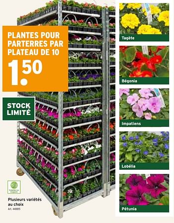 Promotions Plantes pour parterres - Produit maison - Gamma - Valide de 24/04/2024 à 30/04/2024 chez Gamma