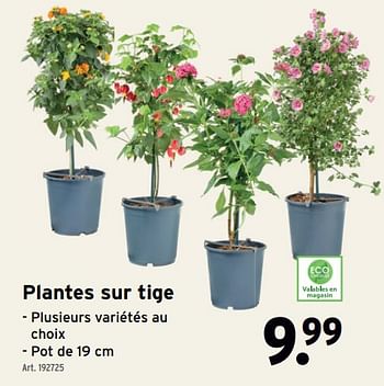 Promoties Plantes sur tige - Huismerk - Gamma - Geldig van 24/04/2024 tot 30/04/2024 bij Gamma