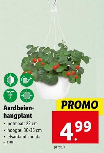 Promoties Aardbeienhangplant - Huismerk - Lidl - Geldig van 02/05/2024 tot 07/05/2024 bij Lidl