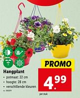 Promoties Hangplant - Huismerk - Lidl - Geldig van 02/05/2024 tot 07/05/2024 bij Lidl