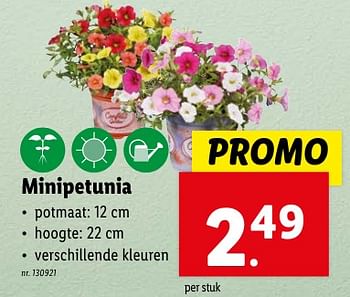 Promotions Minipetunia - Produit maison - Lidl - Valide de 02/05/2024 à 07/05/2024 chez Lidl