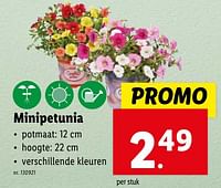 Promoties Minipetunia - Huismerk - Lidl - Geldig van 02/05/2024 tot 07/05/2024 bij Lidl