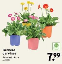 Gerbera garvinea-Huismerk - Gamma