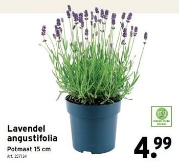 Promoties Lavendel angustifolia - Huismerk - Gamma - Geldig van 24/04/2024 tot 30/04/2024 bij Gamma