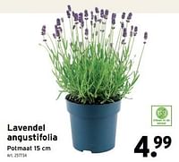 Lavendel angustifolia-Huismerk - Gamma