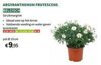Argyranthemum frutescens-Huismerk - Horta