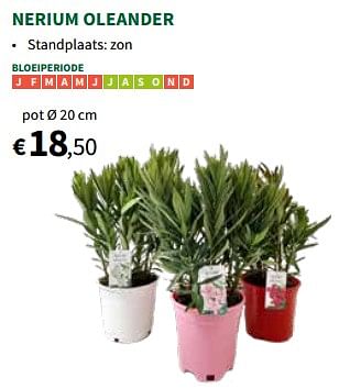 Promotions Nerium oleander pot - Produit maison - Horta - Valide de 24/04/2024 à 05/05/2024 chez Horta