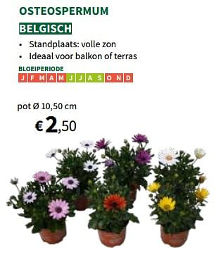 Promoties Osteospermum - Huismerk - Horta - Geldig van 24/04/2024 tot 05/05/2024 bij Horta