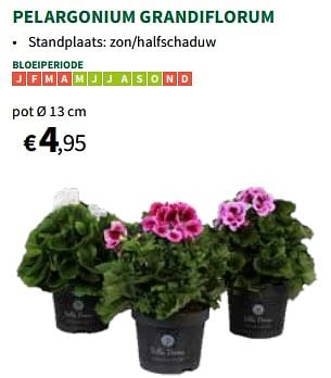 Promotions Pelargonium grandiflorum pot - Produit maison - Horta - Valide de 24/04/2024 à 05/05/2024 chez Horta