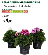 Pelargonium grandiflorum pot-Huismerk - Horta