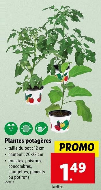 Promotions Plantes potagères - Produit maison - Lidl - Valide de 02/05/2024 à 07/05/2024 chez Lidl