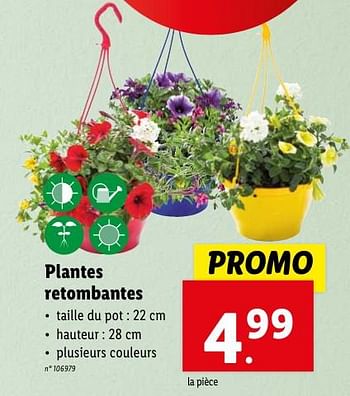 Promotions Plantes retombantes - Produit maison - Lidl - Valide de 02/05/2024 à 07/05/2024 chez Lidl
