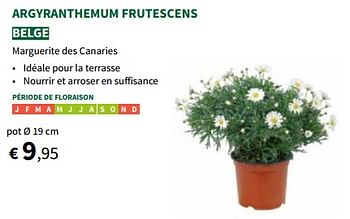 Promotions Argyranthemum frutescens - Produit maison - Horta - Valide de 24/04/2024 à 05/05/2024 chez Horta