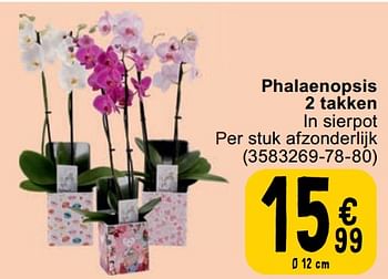 Promoties Phalaenopsis 2 takken - Huismerk - Cora - Geldig van 30/04/2024 tot 13/05/2024 bij Cora
