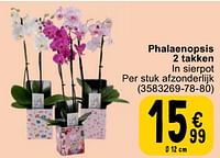 Phalaenopsis 2 takken-Huismerk - Cora
