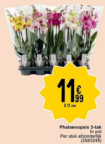 Promotions Phalaenopsis 3-tak - Produit maison - Cora - Valide de 30/04/2024 à 13/05/2024 chez Cora