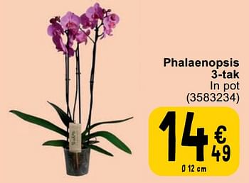 Promoties Phalaenopsis 3-tak - Huismerk - Cora - Geldig van 30/04/2024 tot 13/05/2024 bij Cora