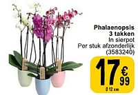 Phalaenopsis 3 takken-Huismerk - Cora