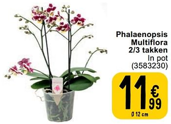 Promotions Phalaenopsis multiflora 2-3 takken - Produit maison - Cora - Valide de 30/04/2024 à 13/05/2024 chez Cora