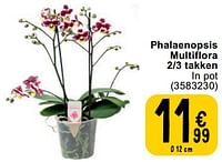 Phalaenopsis multiflora 2-3 takken-Huismerk - Cora
