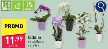 Promoties Orchidee - Huismerk - Aldi - Geldig van 11/05/2024 tot 12/05/2024 bij Aldi
