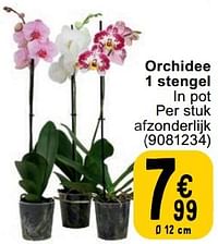 Orchidee 1 stengel-Huismerk - Cora