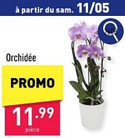 Promotions Orchidée - Produit maison - Aldi - Valide de 06/05/2024 à 12/05/2024 chez Aldi