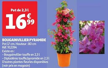 Promoties Bougainvillier pyramide - Huismerk - Auchan - Geldig van 30/04/2024 tot 06/05/2024 bij Auchan