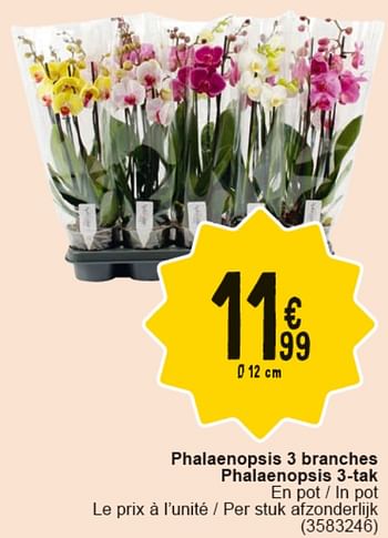 Promotions Phalaenopsis 3 branches - Produit maison - Cora - Valide de 30/04/2024 à 13/05/2024 chez Cora