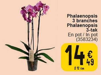 Promotions Phalaenopsis 3 branches - Produit maison - Cora - Valide de 30/04/2024 à 13/05/2024 chez Cora