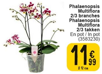 Promoties Phalaenopsis multiflora 2-3 branches - Huismerk - Cora - Geldig van 30/04/2024 tot 13/05/2024 bij Cora