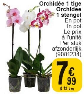 Promotions Orchidée 1 tige - Produit maison - Cora - Valide de 30/04/2024 à 13/05/2024 chez Cora