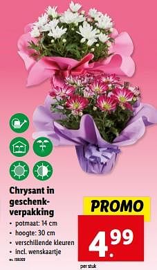 Promotions Chrysant in geschenkverpakking - Produit maison - Lidl - Valide de 08/05/2024 à 14/05/2024 chez Lidl