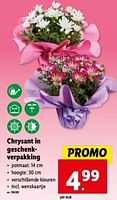 Promoties Chrysant in geschenkverpakking - Huismerk - Lidl - Geldig van 08/05/2024 tot 14/05/2024 bij Lidl