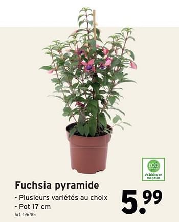 Promoties Fuchsia pyramide - Huismerk - Gamma - Geldig van 01/05/2024 tot 07/05/2024 bij Gamma