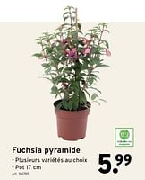 Promotions Fuchsia pyramide - Produit maison - Gamma - Valide de 01/05/2024 à 07/05/2024 chez Gamma