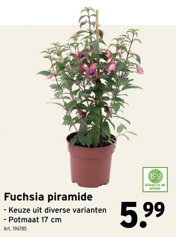 Promotions Fuchsia piramide - Produit maison - Gamma - Valide de 01/05/2024 à 07/05/2024 chez Gamma