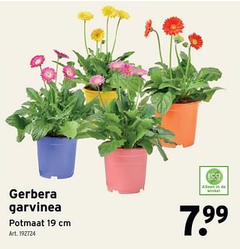 Promotions Gerbera garvinea - Produit maison - Gamma - Valide de 01/05/2024 à 07/05/2024 chez Gamma