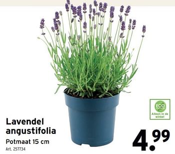 Promoties Lavendel angustifolia - Huismerk - Gamma - Geldig van 01/05/2024 tot 07/05/2024 bij Gamma