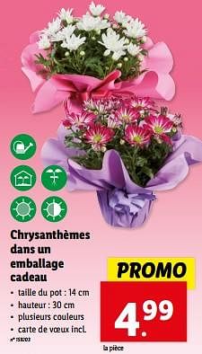 Promotions Chrysanthèmes dans un emballage cadeau - Produit maison - Lidl - Valide de 08/05/2024 à 14/05/2024 chez Lidl