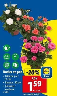 Promoties Rosier en pot - Huismerk - Lidl - Geldig van 08/05/2024 tot 14/05/2024 bij Lidl